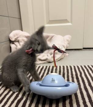 Scoot -  Domestic Short Hair Cat for Adoption in Austin, Texas - Scoot | PetCurious