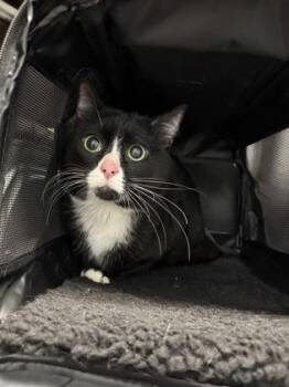 Sale -  Domestic Short Hair Cat for Adoption in Daytona Beach, Florida - Sale | PetCurious