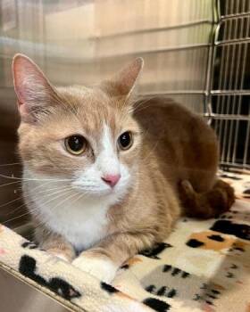 Domestic Short Hair Cats Available for Adoption in Fort Worth, Texas - Teddi | PetCurious