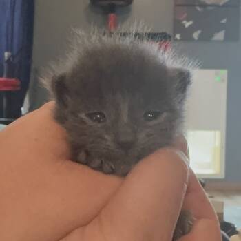 Rescue Domestic Medium Hair Cats for Adoption in Delaware, Ohio - Jekyll | PetCurious