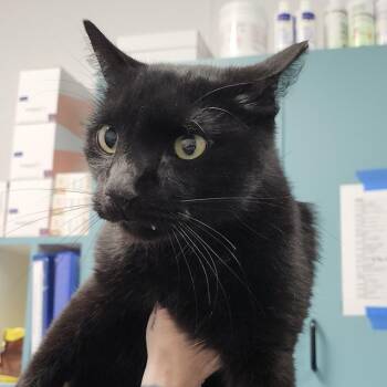 Dale -  Domestic Short Hair Cat Available for Adoption in Clearwater, Florida - Dale | PetCurious