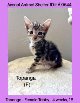 Topanga -  Domestic Short Hair Cat for Adoption in Avenal, California - Topanga | PetCurious