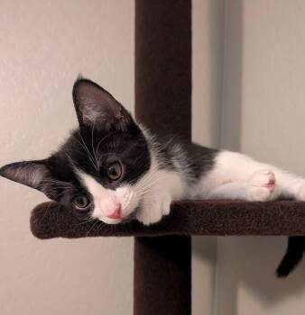 Chess - Games Litter -  Tuxedo Cat for Adoption in Anthem, Arizona - Chess - Games Litter | PetCurious