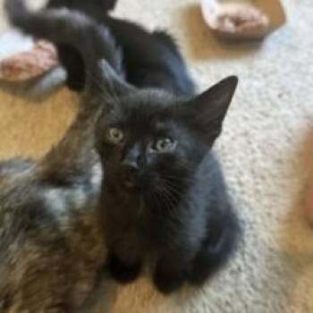 Goblin -  Domestic Long Hair Cat for Adoption in Atlanta, Georgia - Goblin | PetCurious