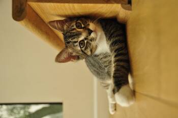 Rescue Domestic Short Hair Cats for Adoption in Los Angeles, California - Mushrooms | PetCurious