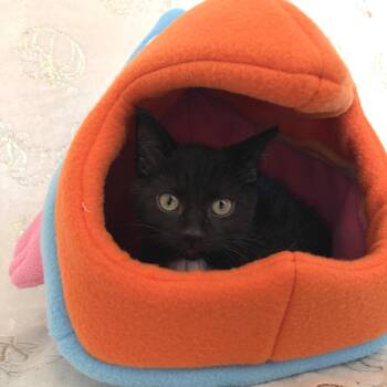 Abu -  Domestic Short Hair Cat for Adoption in Riverwoods, Illinois - Abu | PetCurious