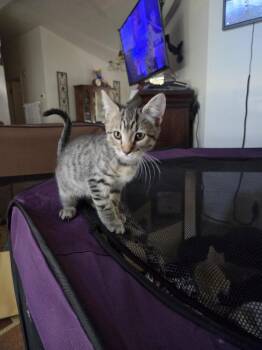 Hagrid -  Domestic Short Hair Cat for Adoption in Lancaster, California - Hagrid | PetCurious