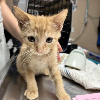 Tarzan -  Domestic Short Hair Cat for Adoption in Newport, North Carolina - Tarzan | PetCurious