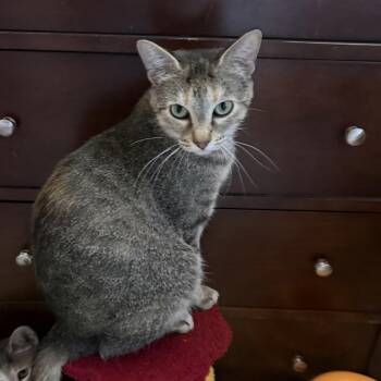 Domestic Short Hair Cats Available for Adoption in Garden City, Michigan - Nova | PetCurious