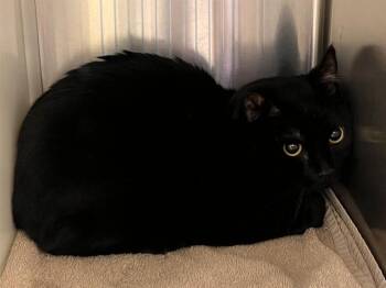 Domestic Short Hair Cats Available for Adoption in Colorado Springs, Colorado - LORD ARCHIBALD | PetCurious