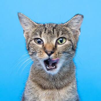 Mindy -  Domestic Short Hair Cat for Adoption in Franklin, Tennessee - Mindy | PetCurious