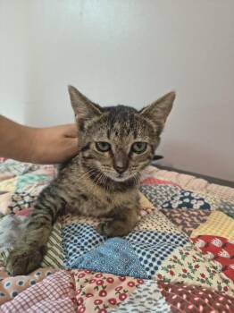 Hissy Fit -  Domestic Short Hair Cat for Adoption in Athens, Tennessee - Hissy Fit | PetCurious