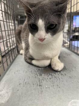 HARLEY -  Domestic Short Hair Cat for Adoption in Las Vegas, Nevada - HARLEY | PetCurious