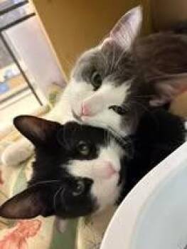 Domestic Short Hair Cats Available for Adoption - Betty Boop | PetCurious