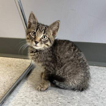 Domestic Short Hair Cats Available for Adoption in Clavet, Saskatchewan - Argon | PetCurious