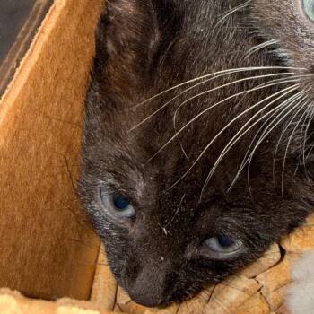 Rhysand -  Domestic Short Hair Cat for Adoption in Troy, Virginia - Rhysand | PetCurious