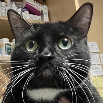 Lovaboo -  Domestic Short Hair Cat for Adoption in Dekalb, Illinois - Lovaboo | PetCurious