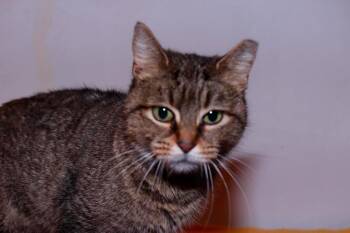 Domestic Short Hair Cats Available for Adoption in Cleveland, Ohio - Kismet | PetCurious