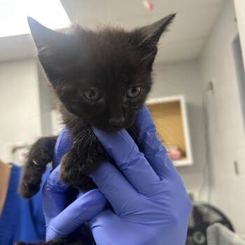 Live Wire -  Domestic Short Hair Cat for Adoption in Greenville, South Carolina - Live Wire | PetCurious
