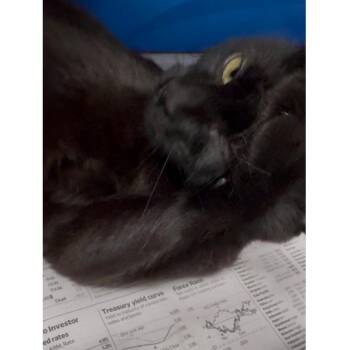 Rescue Domestic Short Hair Cats for Adoption in North Kingstown, Rhode Island - Rose | PetCurious