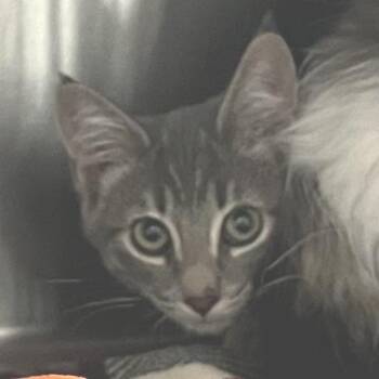 Percy -  Domestic Short Hair Cat for Adoption in Dearborn, Michigan - Percy | PetCurious