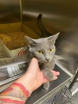 Mayor of Flavor Town -  Domestic Short Hair Cat for Adoption in Jackson, Tennessee - Mayor Of Flavor Town | PetCurious