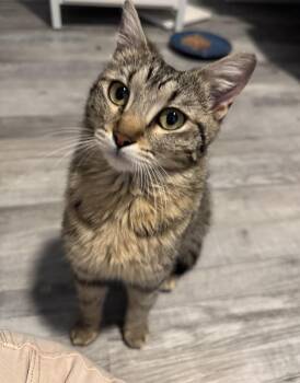 Rescue Domestic Short Hair and Tabby Cats for Adoption in Chandler, Arizona - Salty Sea | PetCurious