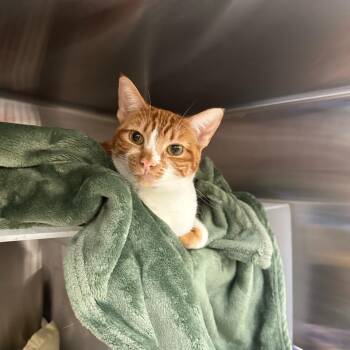 Batya -  Domestic Short Hair Cat for Adoption in Goleta, California - Batya | PetCurious