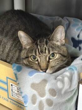Bumper -  Domestic Short Hair Cat for Adoption in Georgetown, South Carolina - Bumper | PetCurious