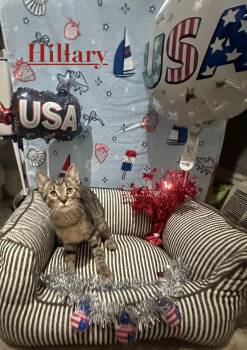 Hillary -  Domestic Short Hair Cat for Adoption in Ben Avon, Pennsylvania - Hillary | PetCurious