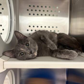 Gloria -  Domestic Short Hair Cat for Adoption in Clavet, Saskatchewan - Gloria | PetCurious