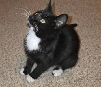 Teeny -  Domestic Short Hair Cat for Adoption in Emporia, Kansas - Teeny | PetCurious
