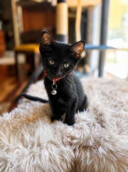 Spot -  Domestic Short Hair Cat for Adoption in Fort Worth, Texas - Spot | PetCurious
