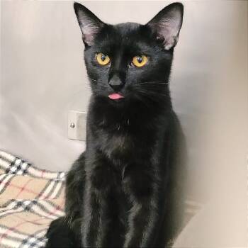 Rescue Bombay Cats for Adoption in San Jacinto, California - Onyx | PetCurious