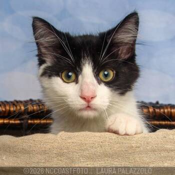 Maggie -  Domestic Medium Hair Cat for Adoption in Emerald Isle, North Carolina - Maggie | PetCurious