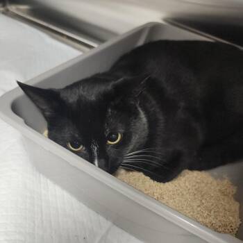 Domestic Short Hair Cats Available for Adoption in Clearwater, Florida - Midnight | PetCurious