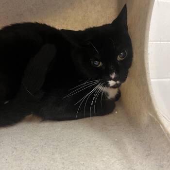 Glorbie -  Domestic Short Hair Cat for Adoption in Reno, Nevada - Glorbie | PetCurious