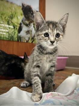 Dilute Calico Cats Available for Adoption in Seymour, Tennessee - Skechers | PetCurious