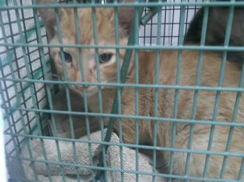 NACHO CHEEZE -  Domestic Short Hair Cat for Adoption in Ocala, Florida - NACHO CHEEZE | PetCurious