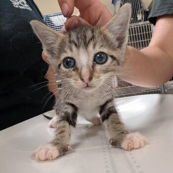Boogie -  Domestic Short Hair Cat for Adoption in Titusville, Florida - Boogie | PetCurious