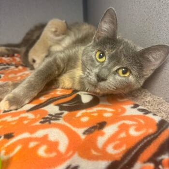 Moonstone -  Domestic Short Hair Cat for Adoption in Cedar Rapids, Iowa - Moonstone | PetCurious