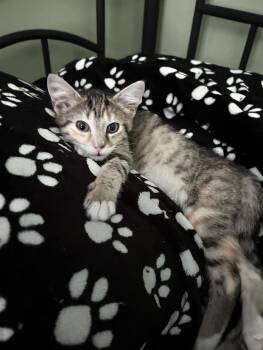 Stormi -  Domestic Short Hair Cat for Adoption in Newborn, Georgia - Stormi | PetCurious