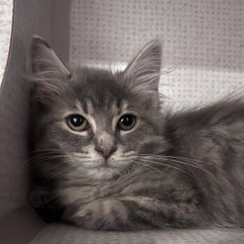Mandy the Manatee -  Domestic Medium Hair Cat for Adoption in Durham, North Carolina - Mandy The Manatee | PetCurious