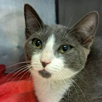 Anastasia -  Domestic Short Hair Cat for Adoption in Valley, Alabama - Anastasia | PetCurious