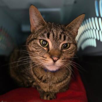 Domestic Short Hair Cats Available for Adoption in Fairport, New York - Marcus Jr | PetCurious