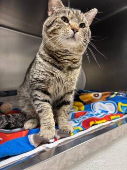 Domestic Short Hair Cats Available for Adoption in Findlay, Ohio - Charlie | PetCurious