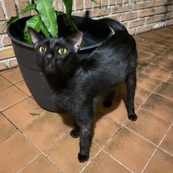 Lovey -  Domestic Short Hair Cat for Adoption in West Palm Beach, Florida - Lovey | PetCurious