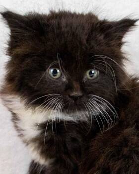 Domestic Long Hair Cats Available for Adoption in Kennesaw, Georgia - Paula | PetCurious