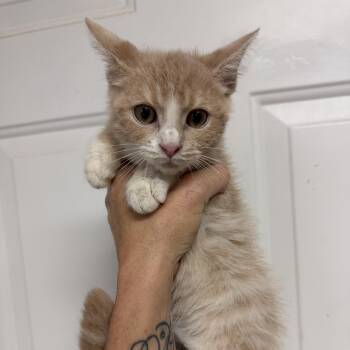Preston -  Tabby Cat for Adoption in Columbia, South Carolina - Preston | PetCurious