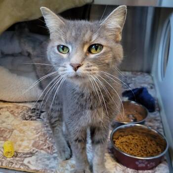 Julie Andrews -  Domestic Short Hair Cat for Adoption in Nashville, Indiana - Julie Andrews | PetCurious